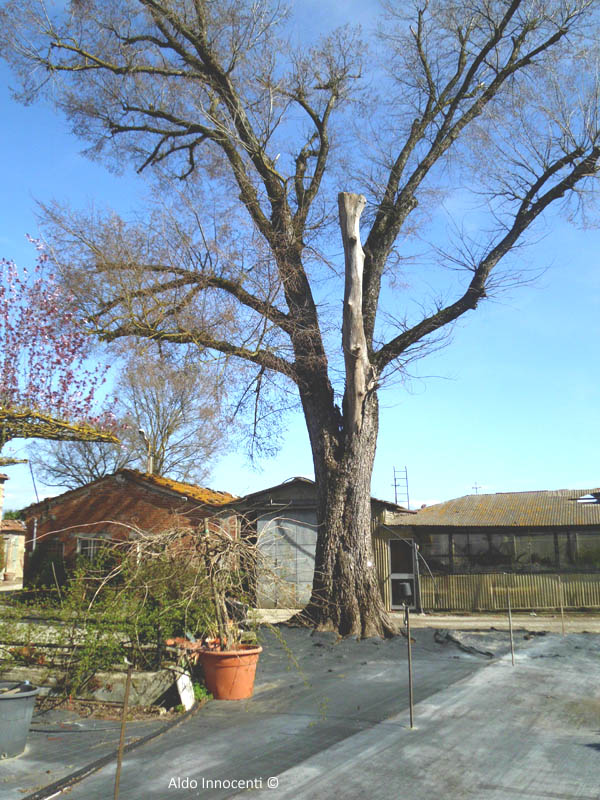 OLMO DI PIUVICA 9